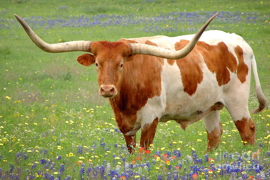 texas-longhorn-standing-in-bluebonnets-jon-holiday.jpg