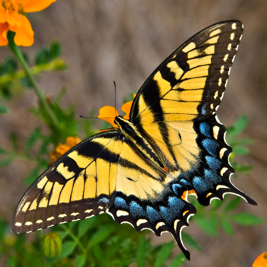 tiger-swallowtail-butterfly-tom-hirtreiter.jpg