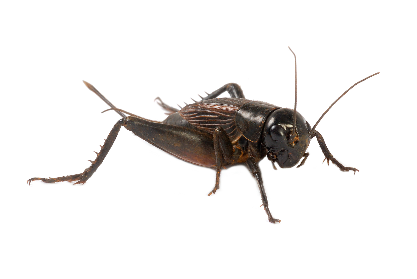 ter-insects-cricket_main_9280