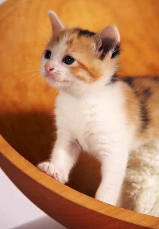 calico-kitten.jpg