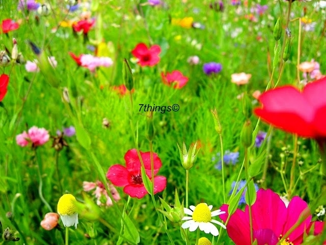 Fields-of-flowers-7things-photography-15015649-640-480.jpg