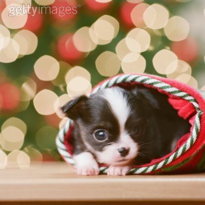 Merry-Christmas-all-small-dogs-17732027-413-413.jpg