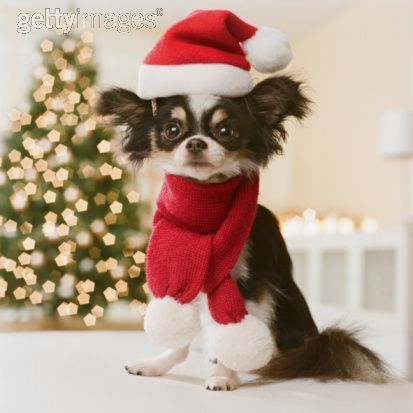 Merry-Christmas-all-small-dogs-17732032-413-413.jpg