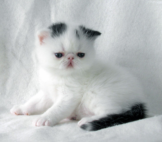 baby-kitten-baby-animals-19796894-550-481.jpg
