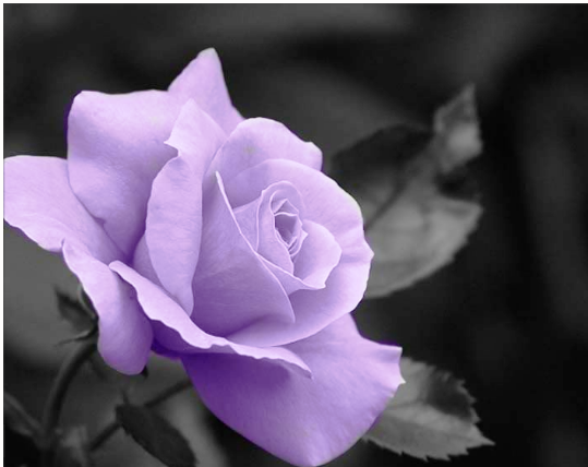 Purple-Roses-purple-21933057-539-428.png