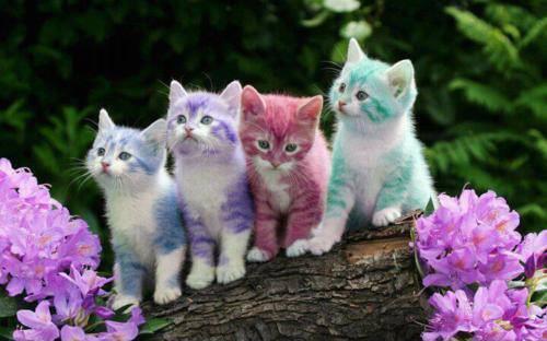 colorful-kittens-animals-31652537-500-312.jpg