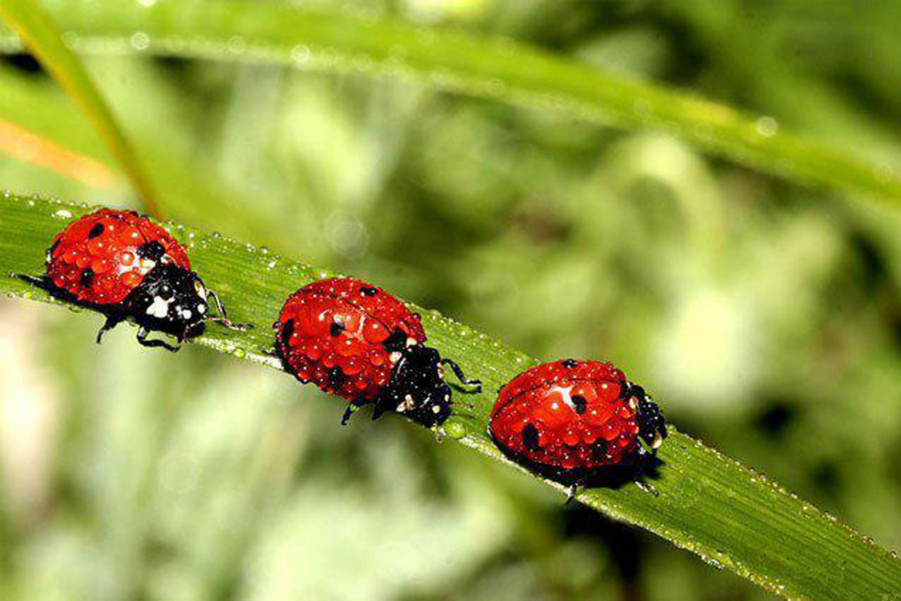lady-bugs-ladybugs-32773963-1800-1200.jpg