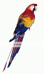 Parrot-2141.jpg