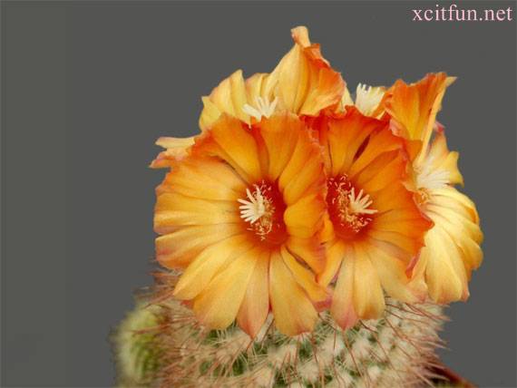 188427,xcitefun-most-beautiful-cactus-flowers-20.jpg