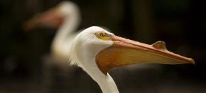 1018120-6-20150430063416-hungry-pelicans-solve-teller-lake-no-5s-goldfish-problem.jpeg
