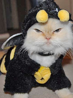 cat_bumblebee.jpg