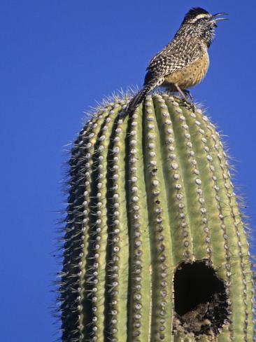 tom-walker-cactus-wren-on-a-saguaro-cactus-campylorhynchus-brunneicapillus-arizona-usa.jpg