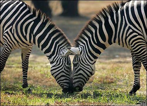 Zebra-facts-Zebra-eating.jpg