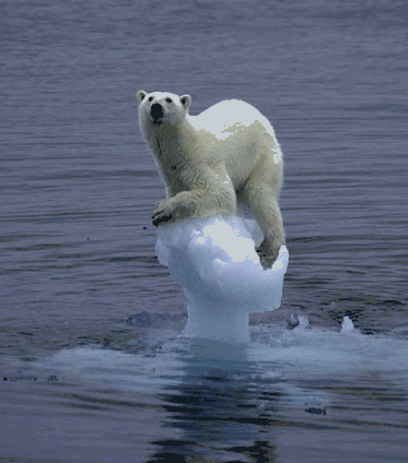 polar-bear-on-a-peak-of-an-iceburg.gif