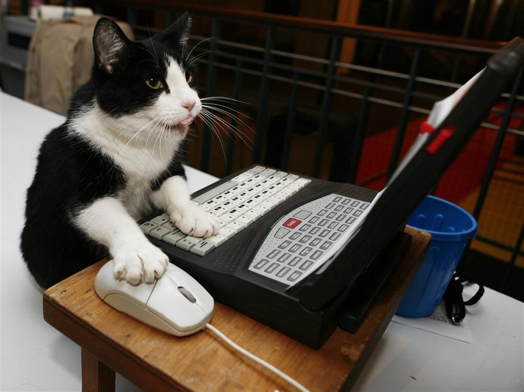 clever-cat-using-pc.jpg