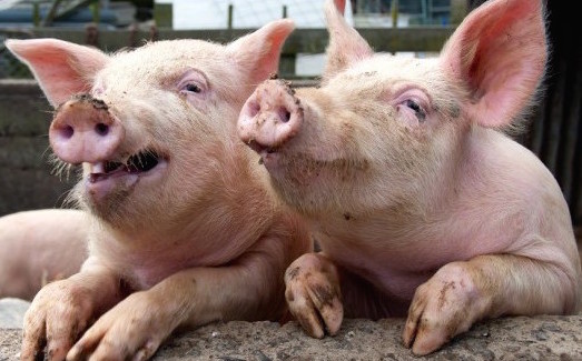 Happy-Pigs_4.jpg