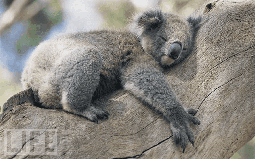 cutest-koala-ever-3.jpg