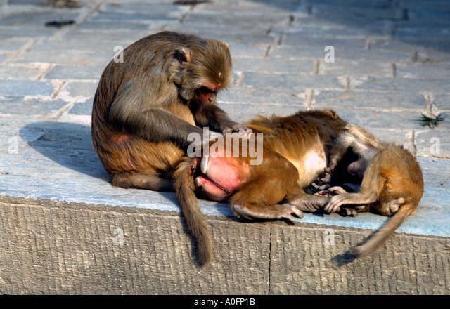 picture-credit-doug-blane-family-of-monkeys-preening-each-other-at-a0fp1b.jpg
