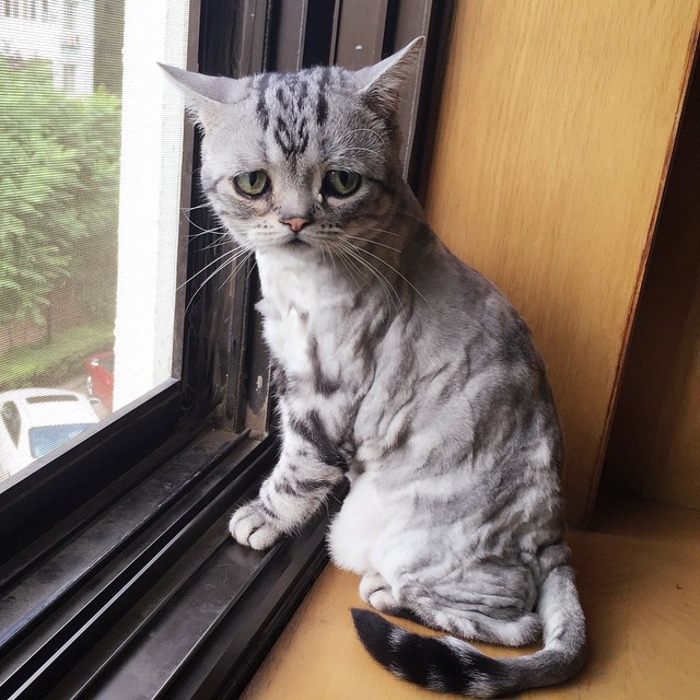 Sad-Cat-in-Window.jpg