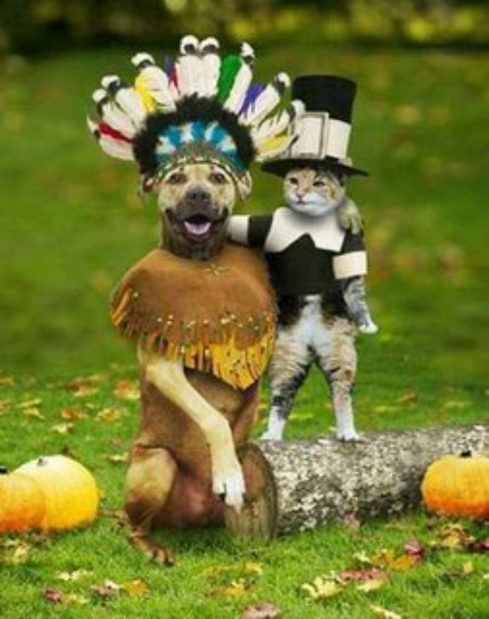 dog-cat-indian-american-funny-pic.jpg