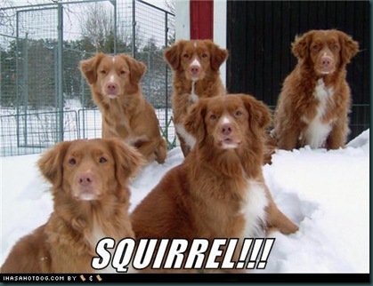 funny-dog-pictures-squirrel_thumb%25255B1%25255D.jpg