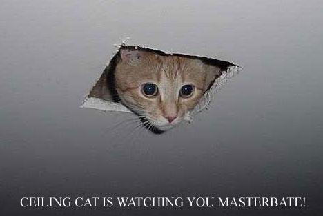 ceiling_cat1.jpg