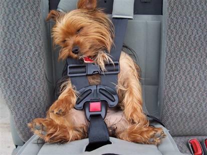 dog-in-car-seat.jpg