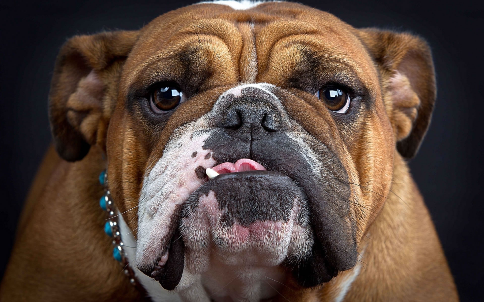 English-bulldog-face.jpg
