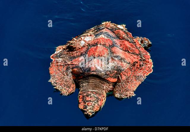 cabo-pulmo-mexico-caretta-caretta-loggerhead-sea-turtle-with-barnacles-d7kpdf.jpg
