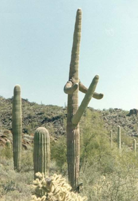 80651d1301885885-lulz-thread-how-i-learned-stop-worrying-laugh-bit-viagra-cactus-desert.png