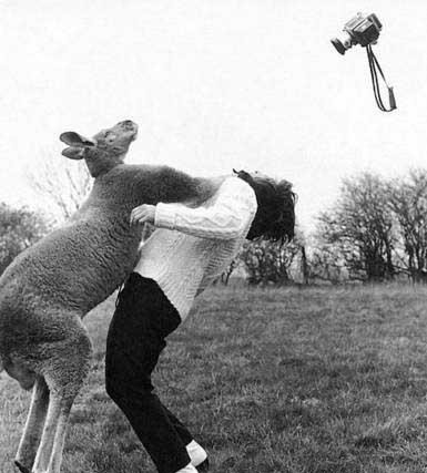 kangaroo-punch.jpg