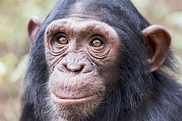 home-chimp.jpg