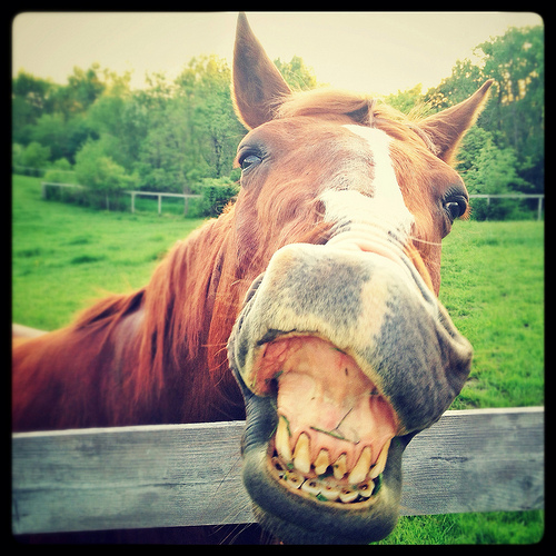 funny-bad-horse-teeth.jpg