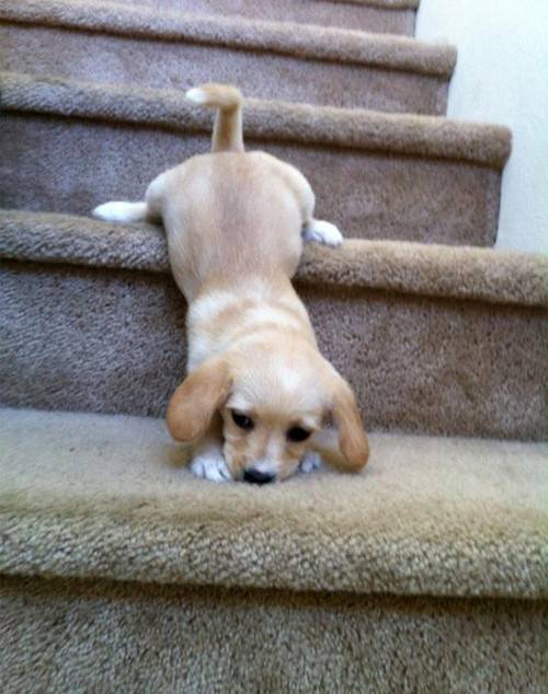 stairspuppy.jpg
