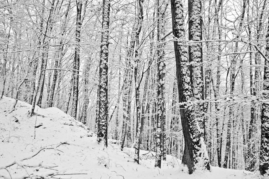 winter_forest_by_arete_eirene_phile.jpg