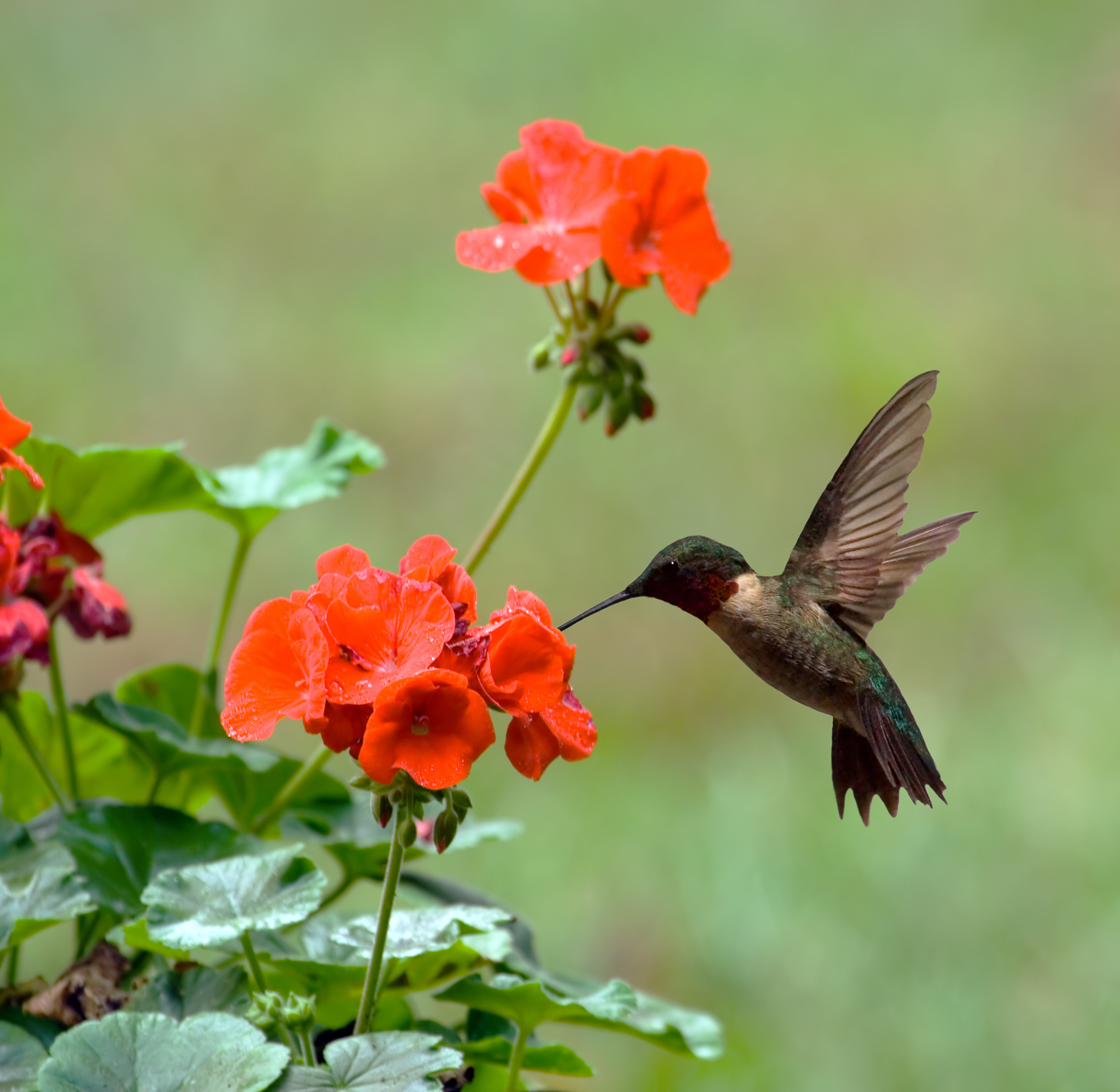 panama-q-hummingbird-1.jpg
