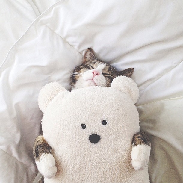 cat-and-teddy-bear-polagram.jpg