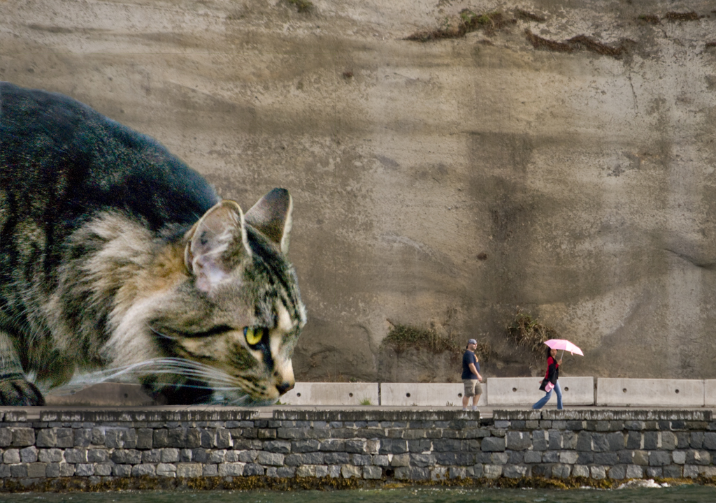Large-cat-threatening-pedestrians-on-seawall-small.jpg