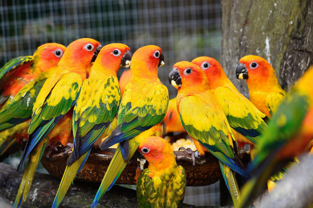 parrots.jpg