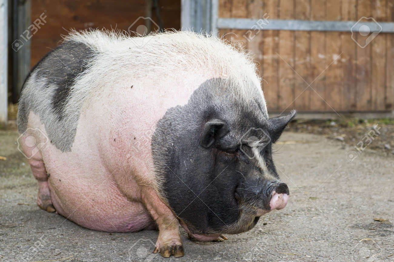 18317761-fat-pink-and-black-pot-bellied-pig-standing-in-front-of-farm-Stock-Photo.jpg