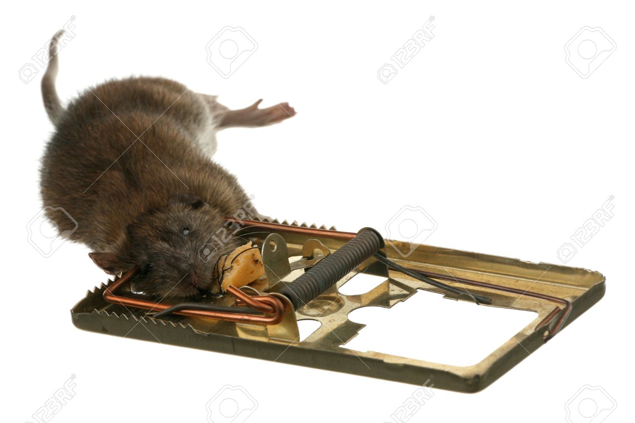 9542518-The-trap-has-worked-dead-rat-in-a-mousetrap--Stock-Photo.jpg