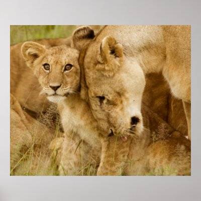 lion_cub_mother_poster-p228388334616427440qzz0_400.jpg