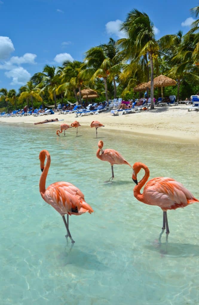Flamingo-Beach-Aruba-Caribbean-666x1024.jpg