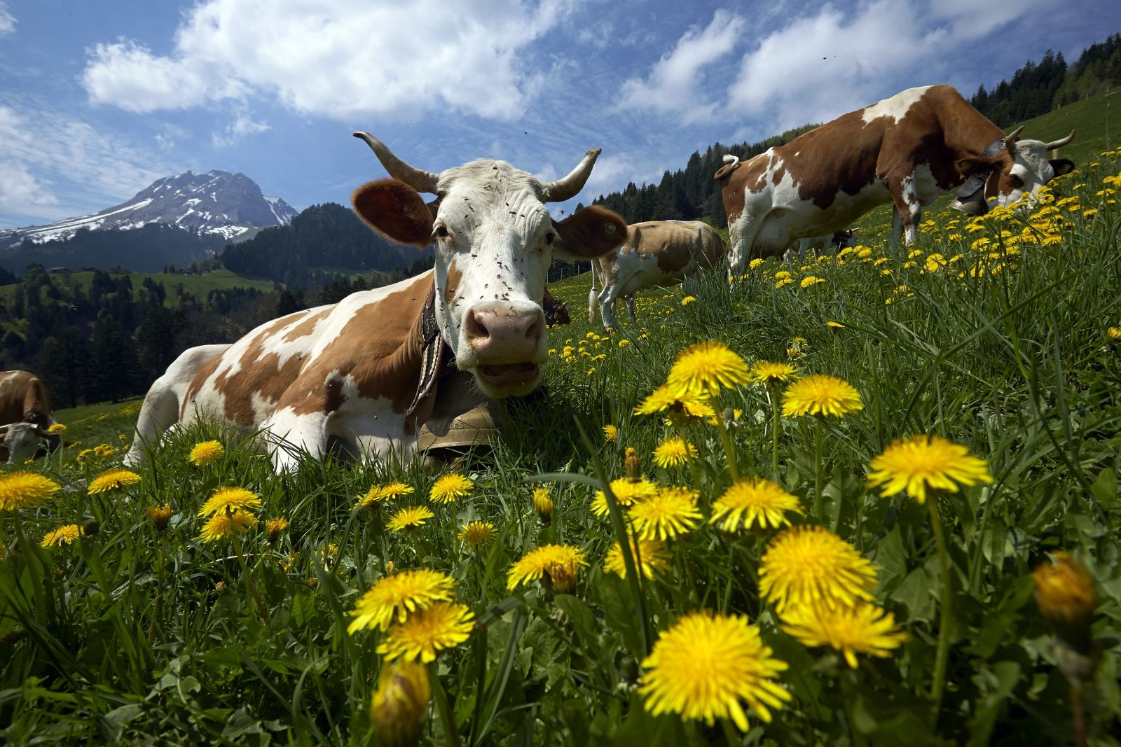 switzerland-takes-french-water-cows.jpg