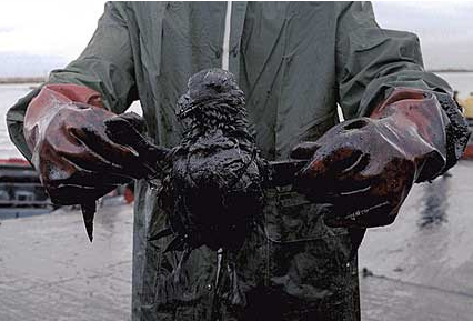 bird-oil-spill.png