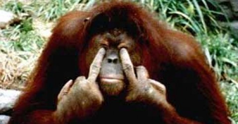 cropped-angry-orangutan-9612.jpg