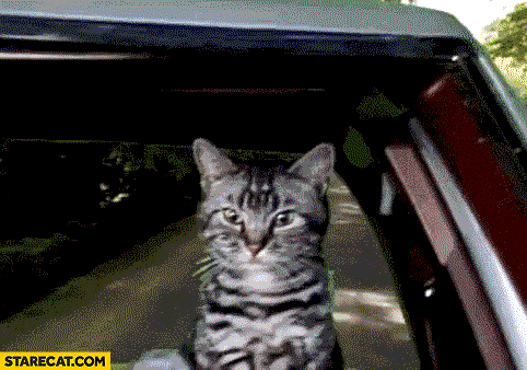 cat-driving-a-car-sees-cucumber-falls-off-a-cliff-gif-animation.gif