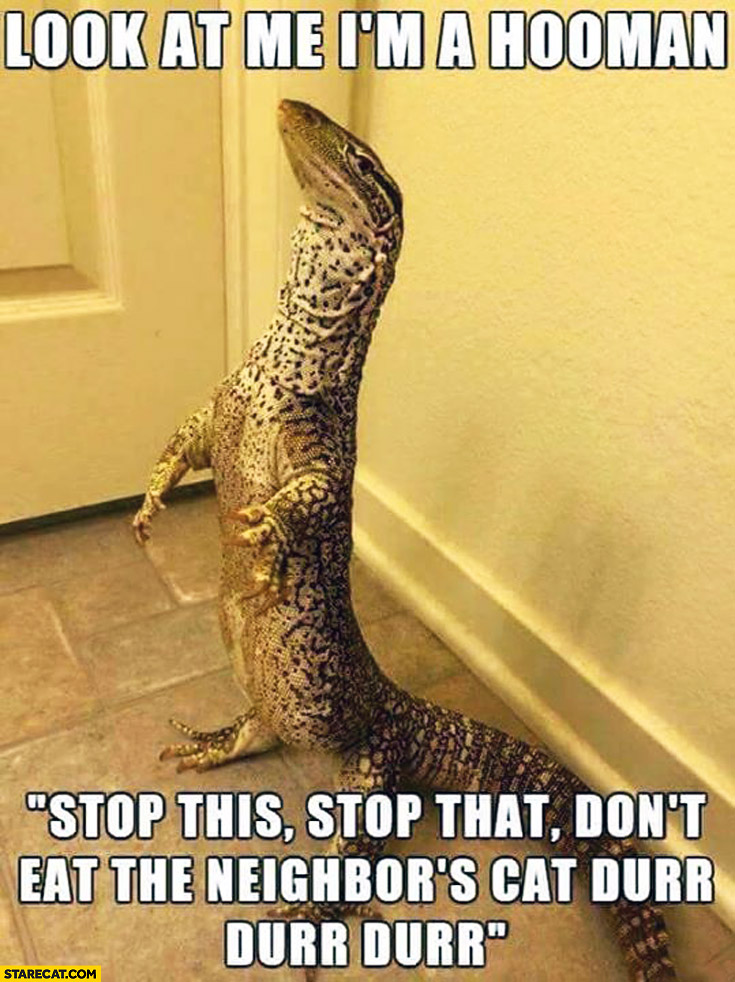 lizard-look-at-me-im-a-human-stop-this-stop-that-dont-eat-the-neighbours-cat-durr-durr.jpg