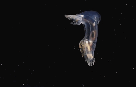deep-sea-creatures-new-species-okeanos-explorer-6.gif