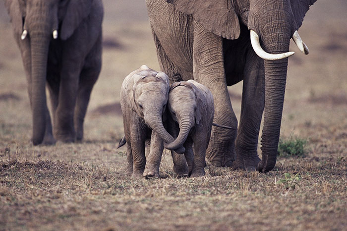 cute-baby-elephants-50-5902071911e92__700.jpg
